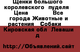 Щенки большого (королевского) пуделя › Цена ­ 25 000 - Все города Животные и растения » Собаки   . Кировская обл.,Леваши д.